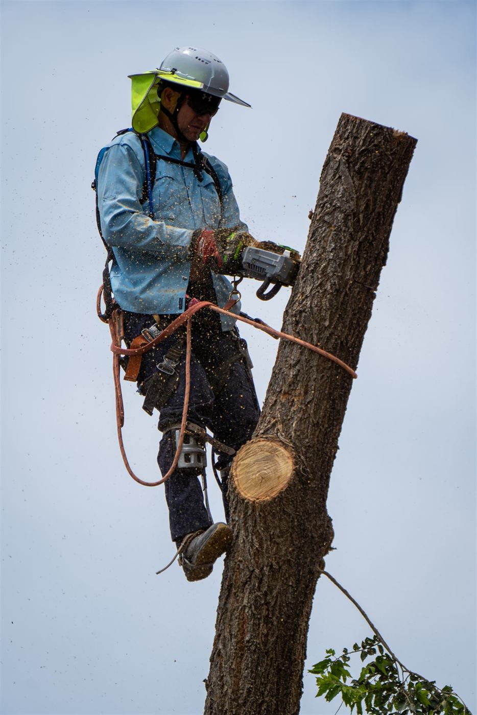 A climber with a chainsaw at the top of a trunk